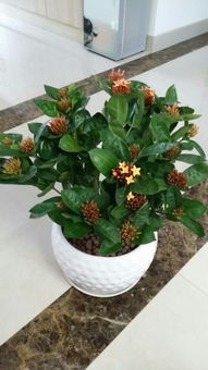 花卉种子大全：探寻花海的奥秘