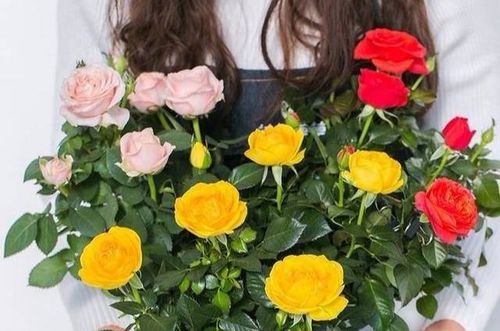 识破花市奸商套路