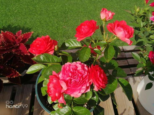 香奈儿阳台月季， 美丽花儿的传说