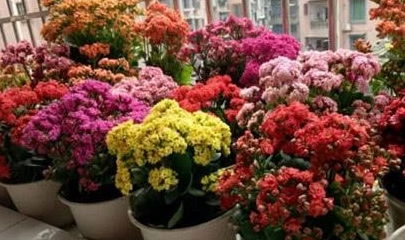 乔木层的开花高手