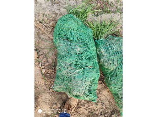 气候条件，种植的关键