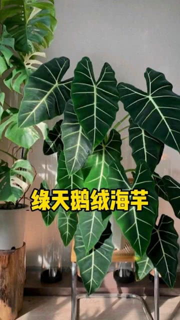 绿天鹅绒海芋养殖，打造绿色空间