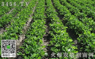 百合小苗生长初期肥料选择与施肥频率全攻略