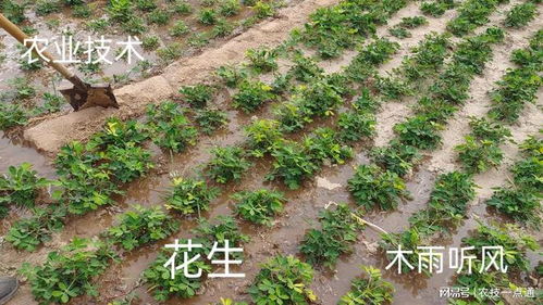 花生苗前封闭除草剂有哪些，能像棉花一样有效打封闭除草吗？
