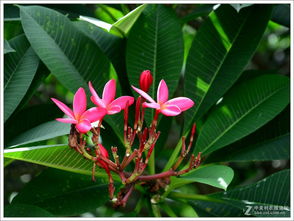 红鸡蛋花病虫害综合管理