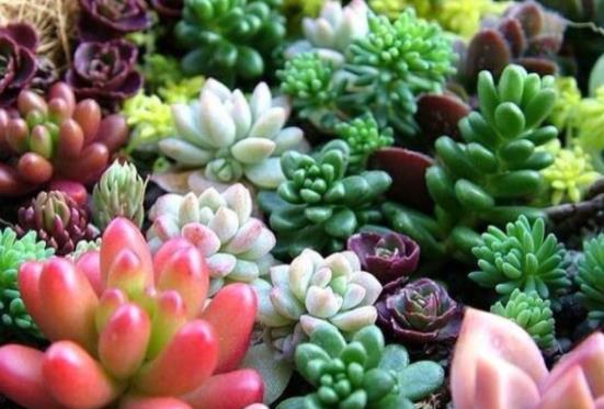 多肉植物夏季两个月不浇水会直接死亡吗