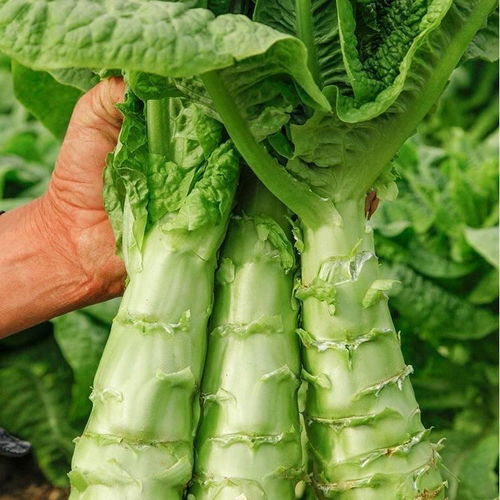 蔬菜瓜果农药残留量检测：揭秘背后的秘密