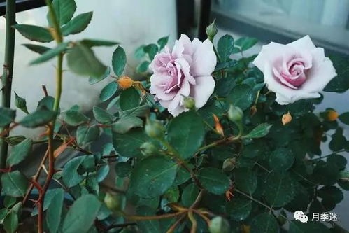 浇水频率要掌握