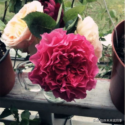 江南冬季养月季，新手入门指南