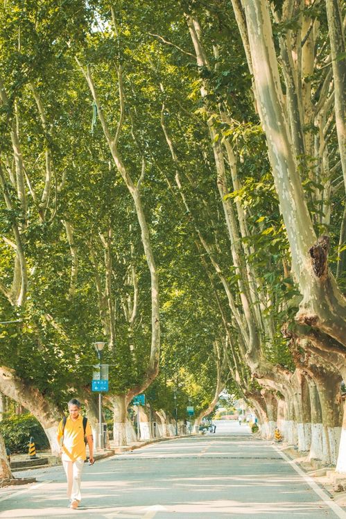 中山陵的秋日童话