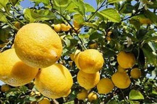 秋季农作物种植，丰收的喜悦来啦！