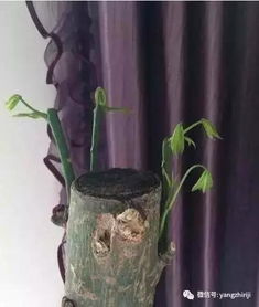 如何让弹簧草爆盆？教你几个小技巧