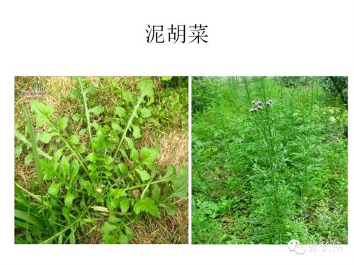 苯达松：油菜田里的守护神