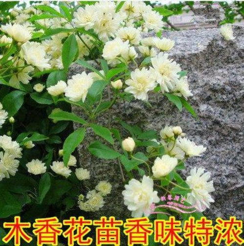 想要旺财又养人？这3种花