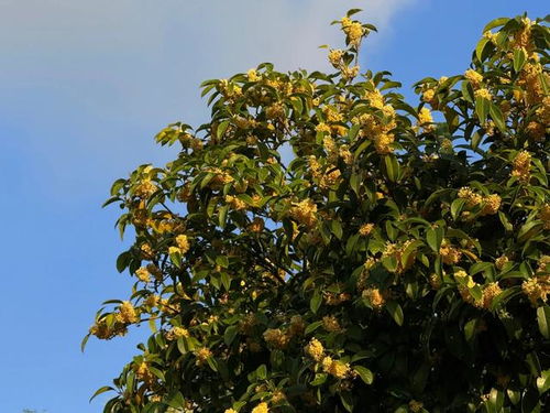 广东秋季开的花树推荐