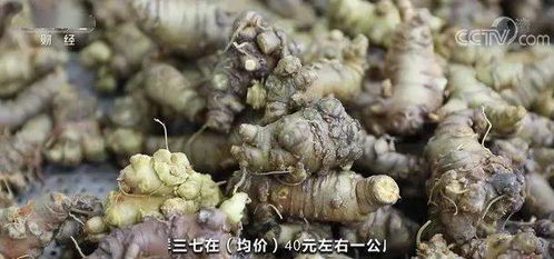 二、 桔梗：常用大宗中药材