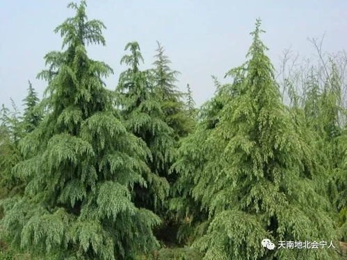 雪松煮水，美容养颜的秘密武器