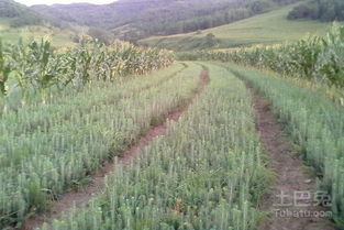 云杉种植：从种子到幼苗