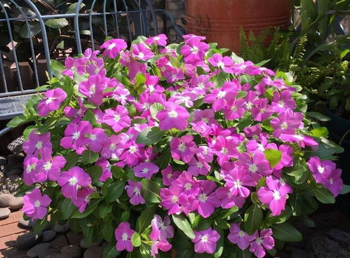 朝南阳台的花卉选择