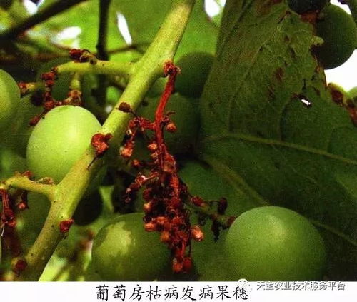 葡萄展叶到着色，多菌灵喷雾忙