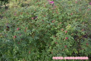 分株繁殖的奇妙之旅