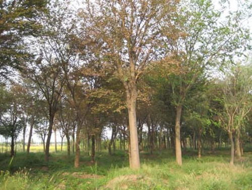 榉树的价格，你知道吗？