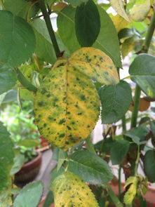 月季叶子上的黑斑，真是让人头疼啊！