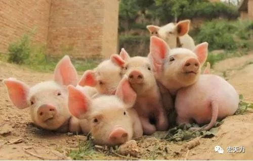 冬春季节常见猪只多发疾病