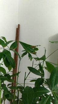 缺水的情况，你得注意了