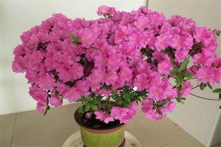 杜鹃花后剪枝技巧：花开后这样剪，促次年爆花！