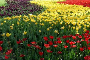 花卉在人类生活中的重要作用