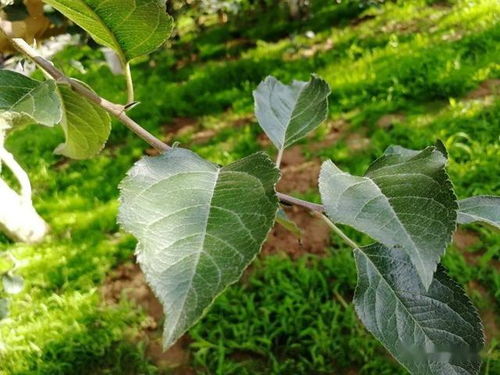 氮肥与果实膨大