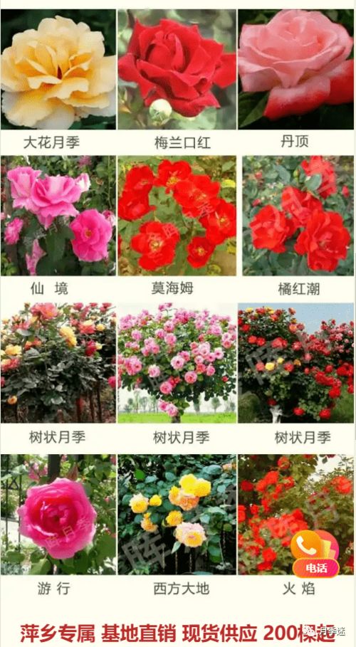 庭院里的花海：藤本月季品种大揭秘