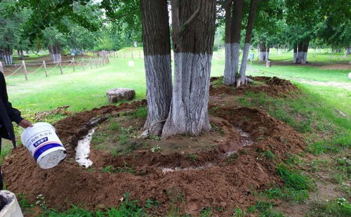 网红打卡点， 自然生长的蕨类植物