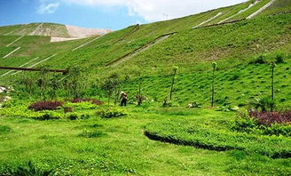 高原草种选择的重要性