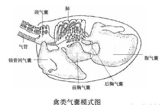 构建鸡呼吸道消化道黏膜防御体系