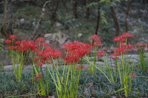 用途：观赏与药用