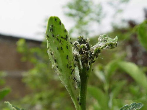 蚜虫， 月季的常见问题