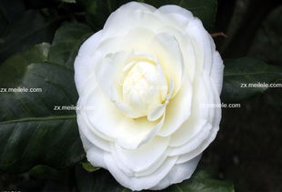 茶花的食用风险