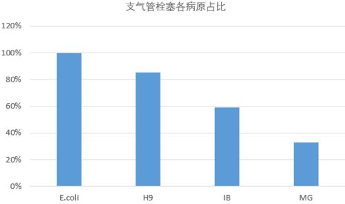 冬春鸡支气管堵塞：气候因素与防控策略