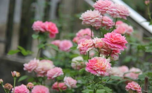 夏日无奈：月季花儿为何不开?