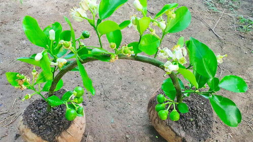 再来浇水要讲究方法