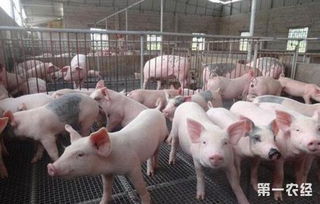 如何通过提高饲料转化率降低养猪成本，外三元与土杂猪料肉比实测对比效果如何？