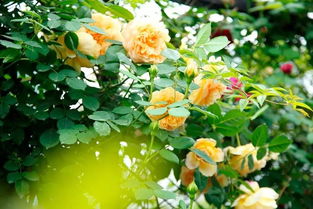 泡芙庄园月季大揭秘：品种全览与气候适宜性分析