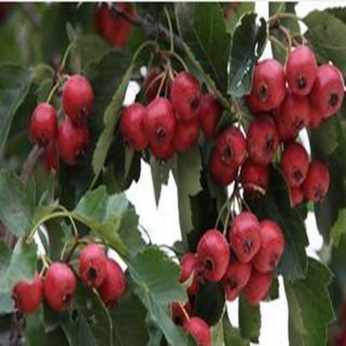 山楂：红果挂枝， 秋季美景