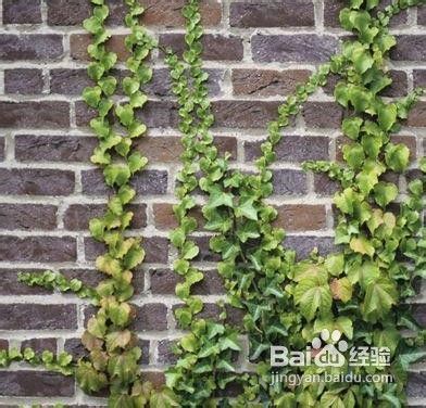 爬山虎种在室外咋整呢？步骤和技巧我告诉你！