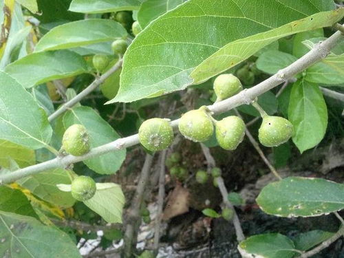 无花果叶子形状多样，呈掌状分裂