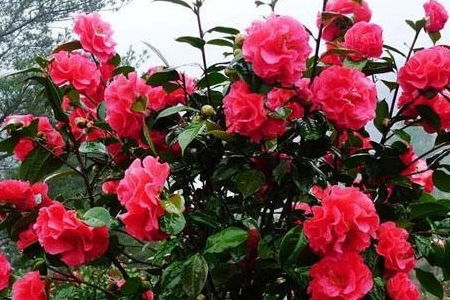 茶花浇花小秘籍， 让你的“茶花仙子”年年绽放