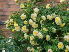 生长季修剪：花后也要及时剪