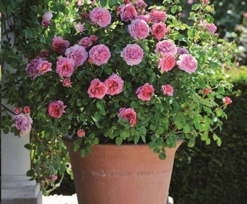 施肥时间：把握Zui佳时机